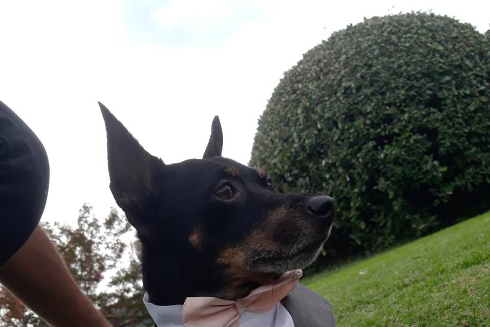 Le Cat e Dog Sitter - Wedding