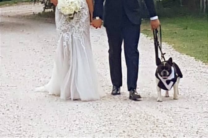 Le Cat e Dog Sitter - Wedding