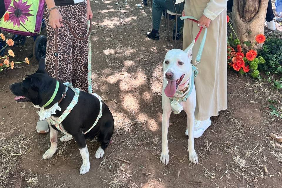 NA: Joy e Chloe 4/6/26
