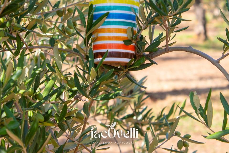 Orcio in ceramica color