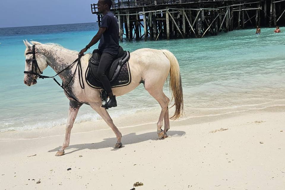 Cavallo a Zanzibar