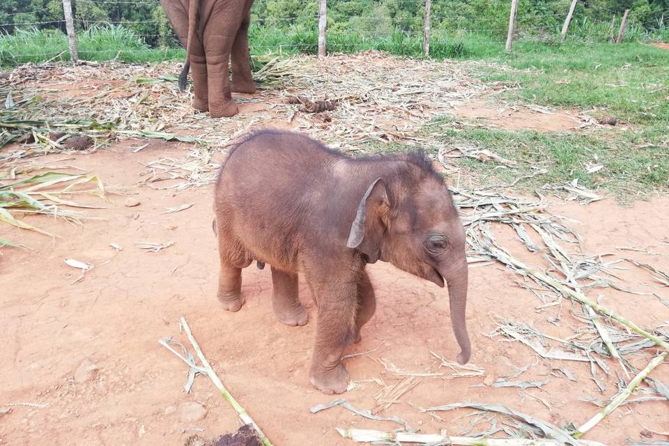 Elefanti in Thai