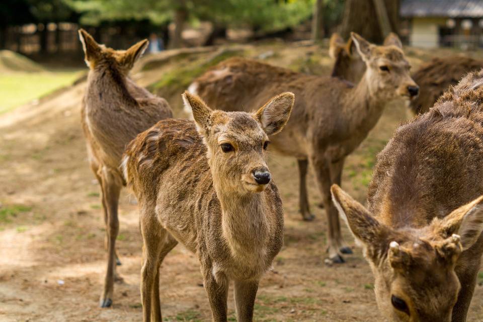 Nara viaggio