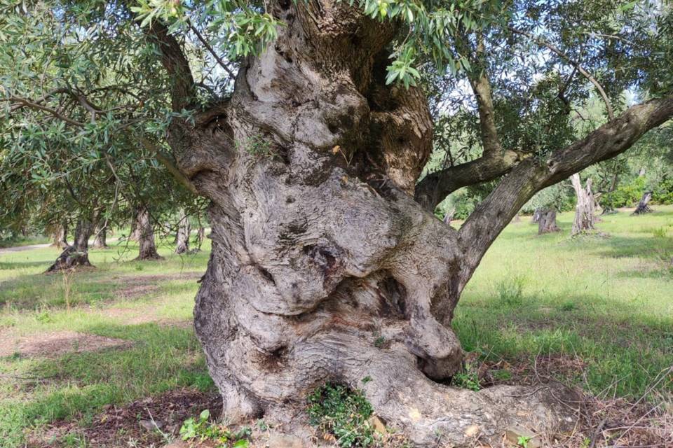 Albero di ulivo centenario