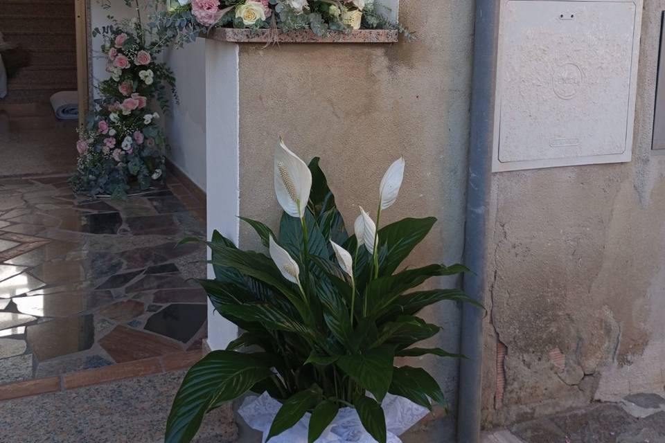 L'angolo dei Fiori di Iannello Maurizio