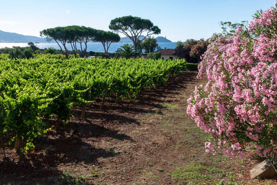 Tenuta la Chiusa