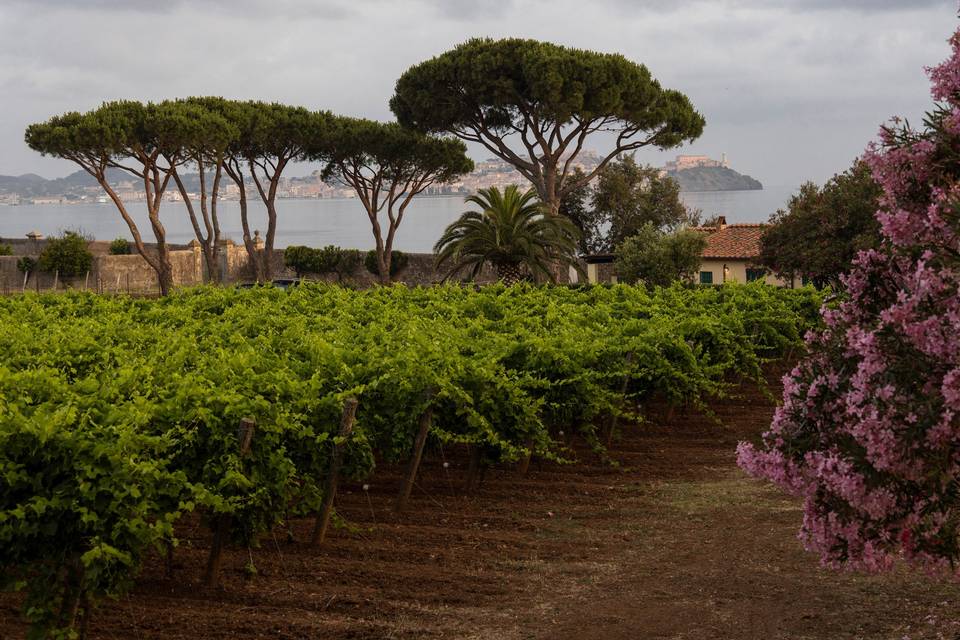 Tenuta la Chiusa