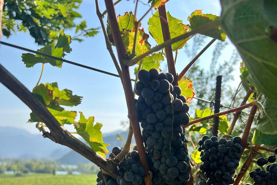 Grapes