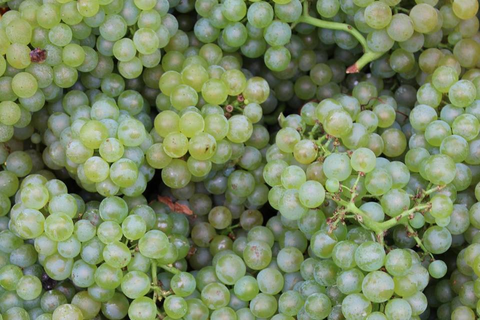 Grapes