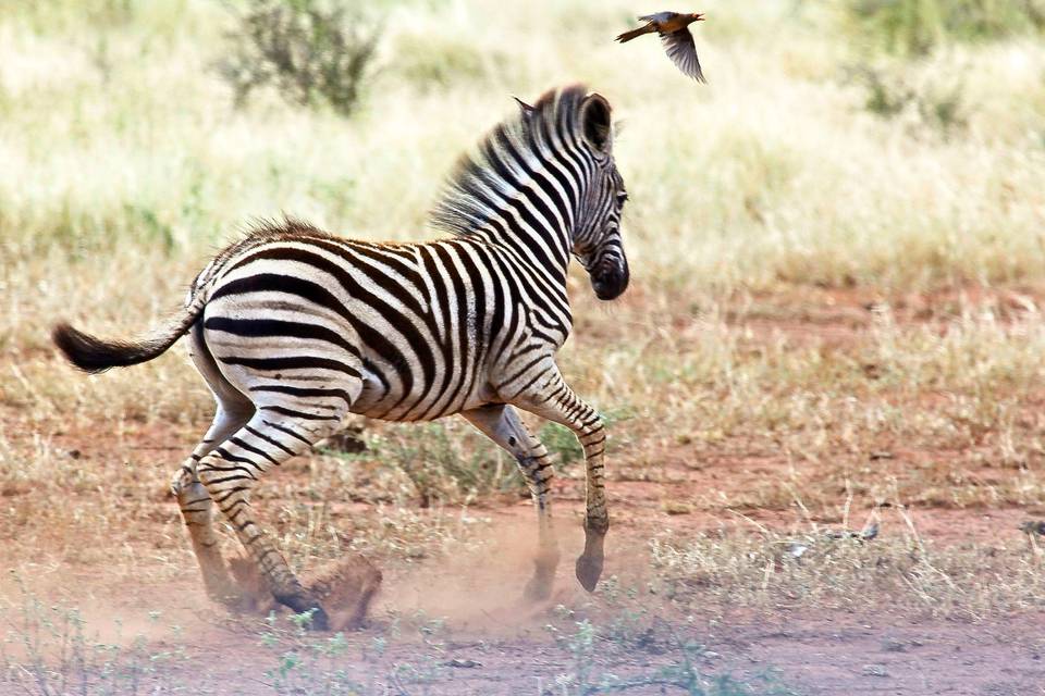 Sudafrica