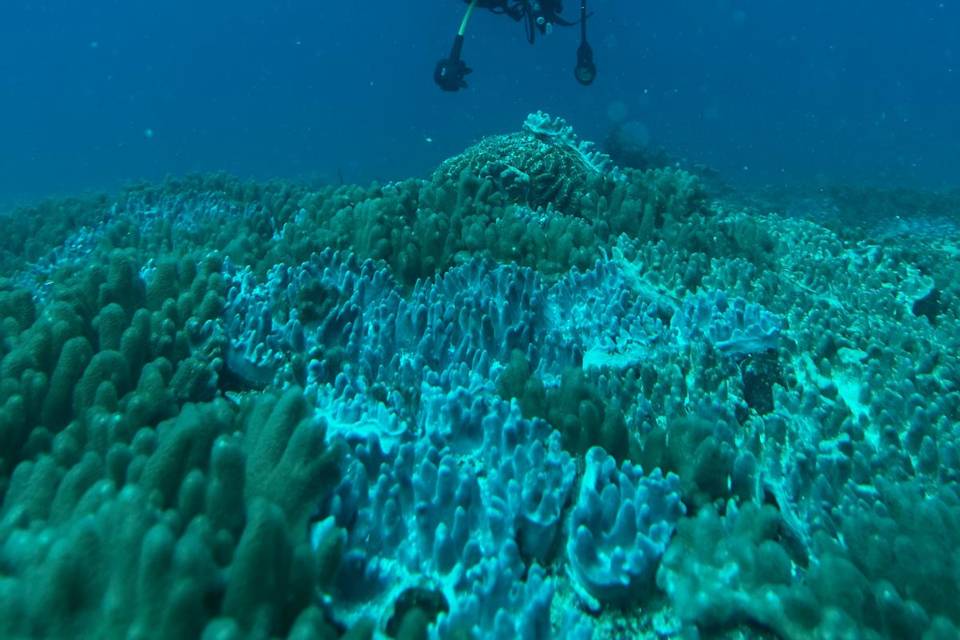 Maldive