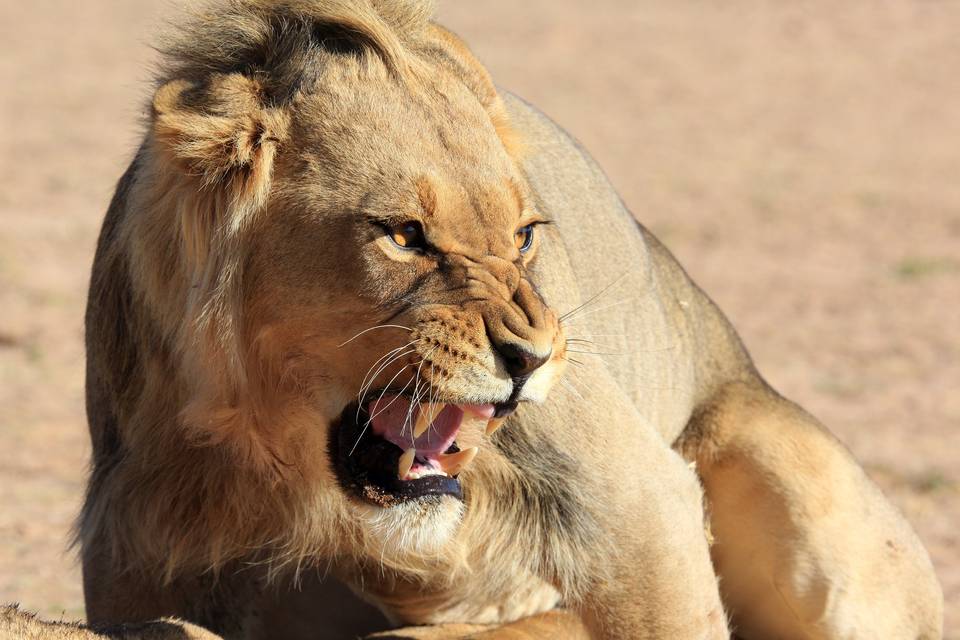 Giovane Leone nel Kgalagadi