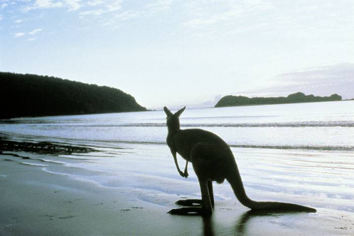 Kangaroo