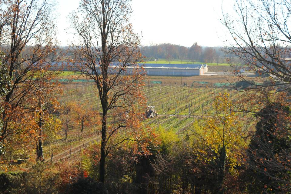 Vista vigneto  dall 'alto