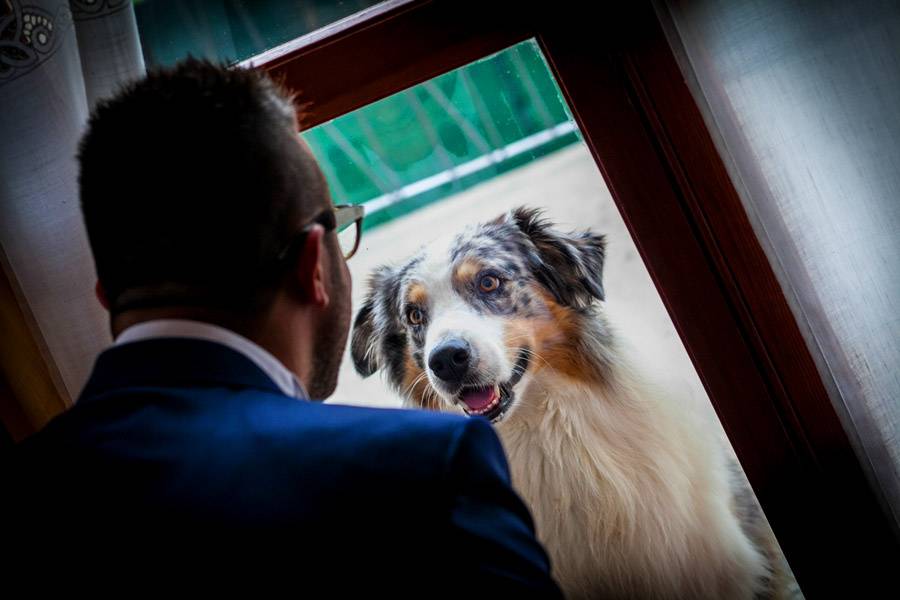 Fotografo-matrimonio-animali