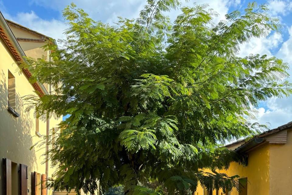 Giardino