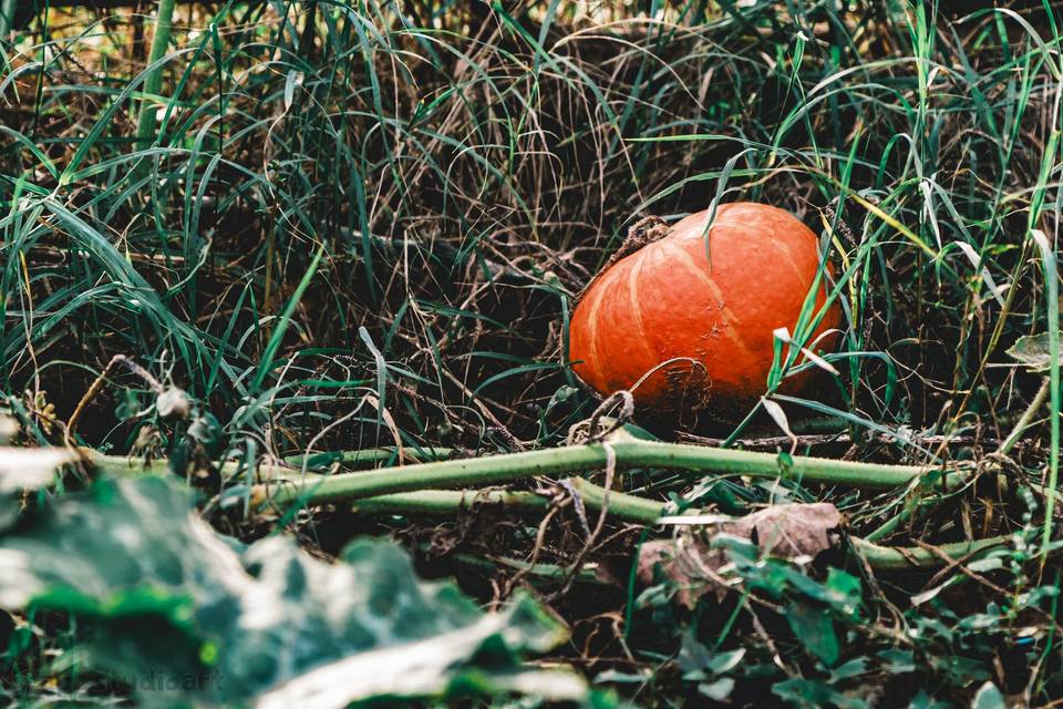 Zucca nell'orto