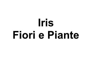 Iris Fiori e Piante