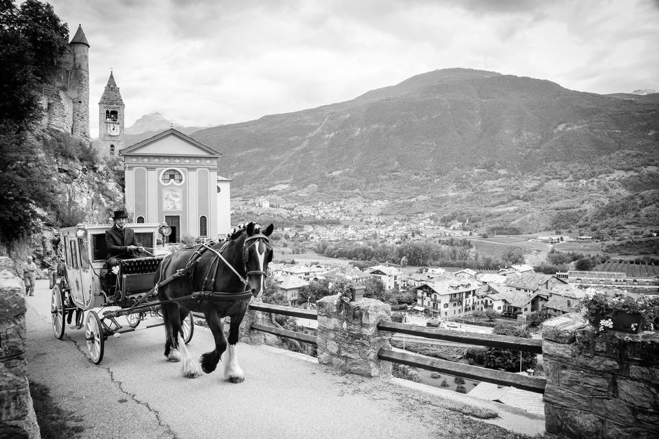 Shire Horse Caleche