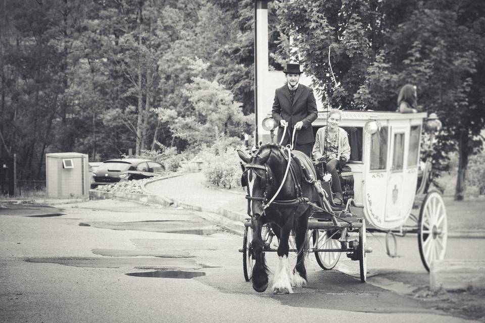 Shire Horse Caleche