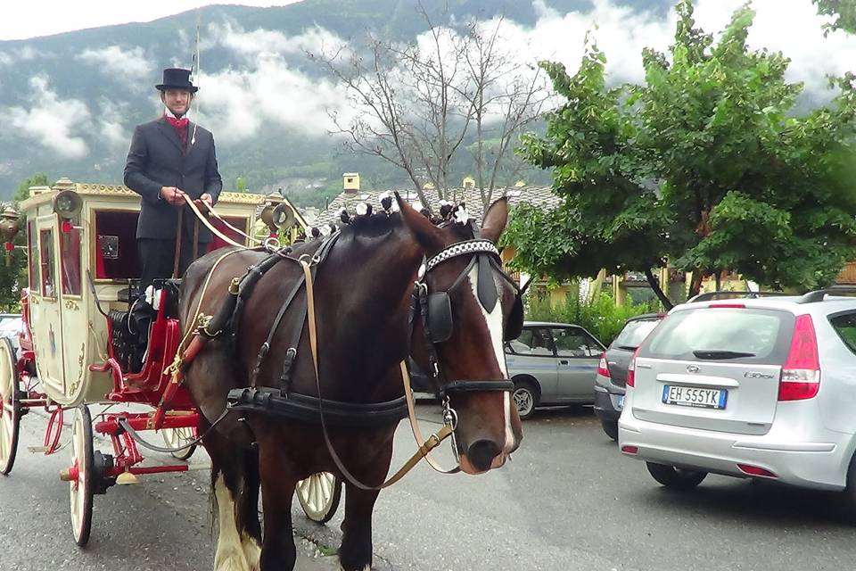 Shire Horse Caleche