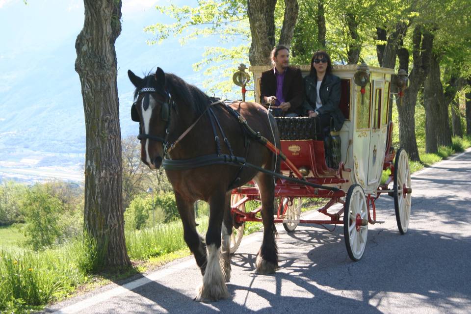 Shire Horse Caleche