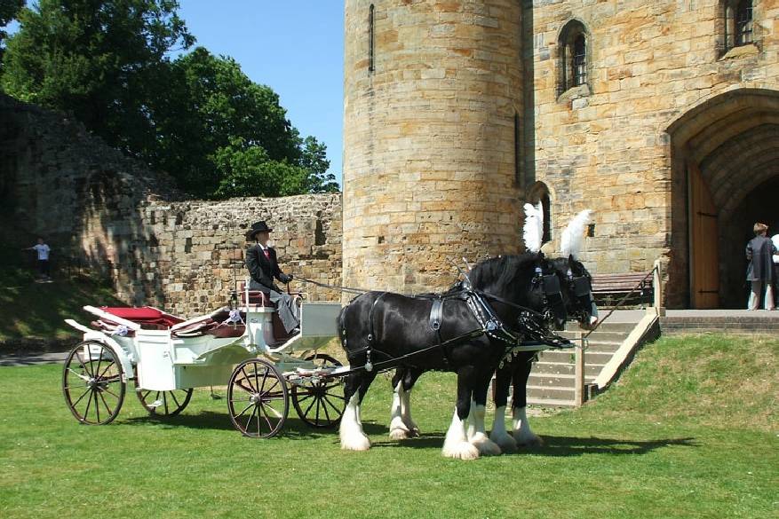 Shire Horse Caleche