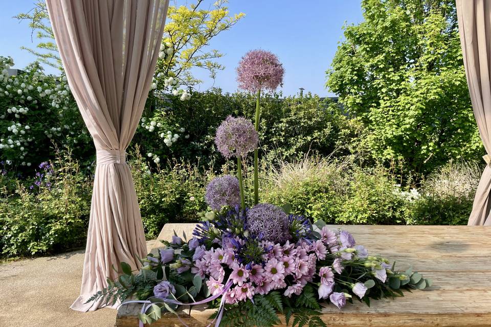 Allium