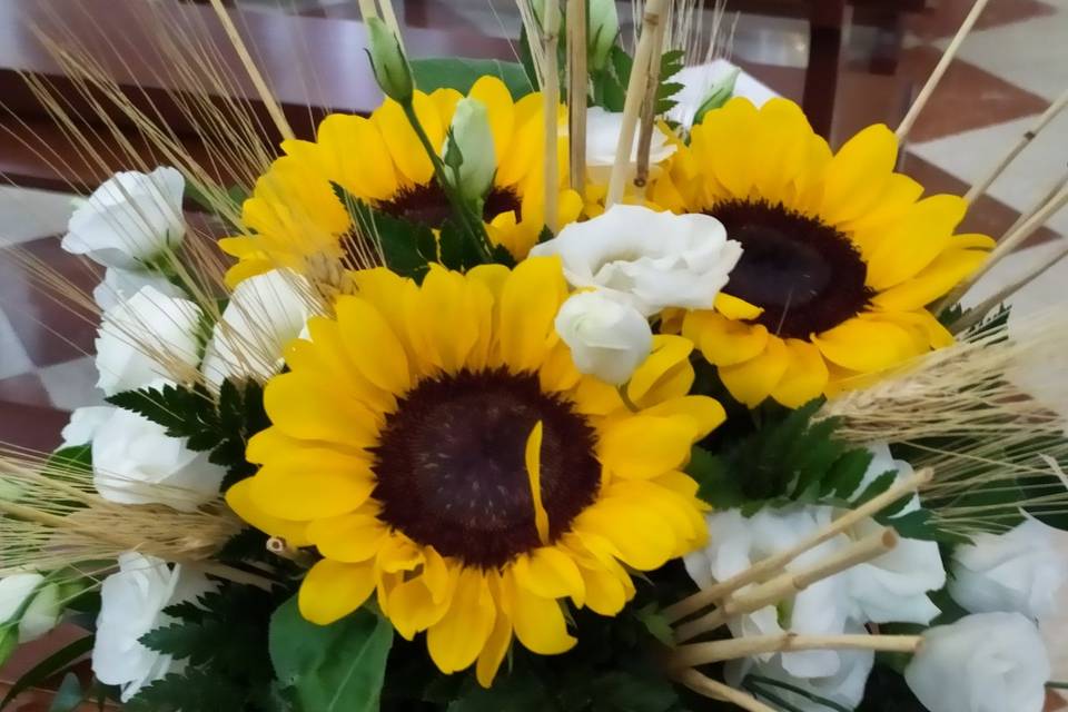 Girasoli