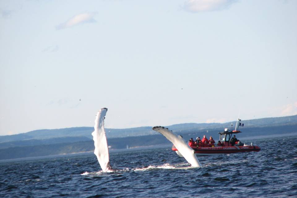 Canada: balene in amore