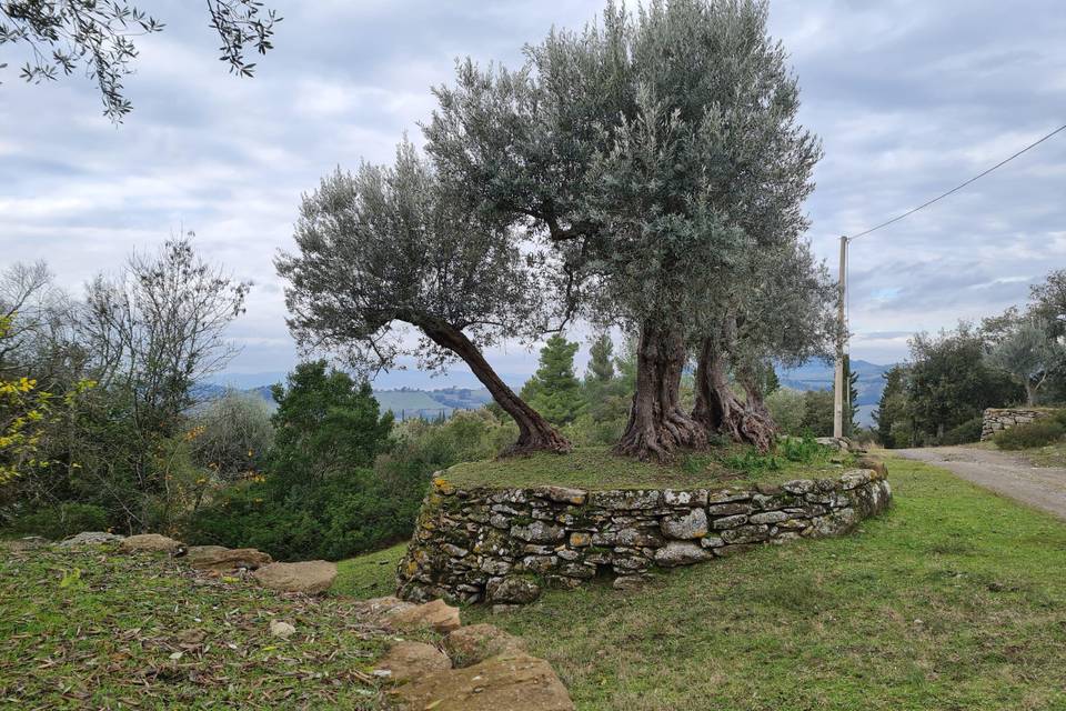 Olivo secolare
