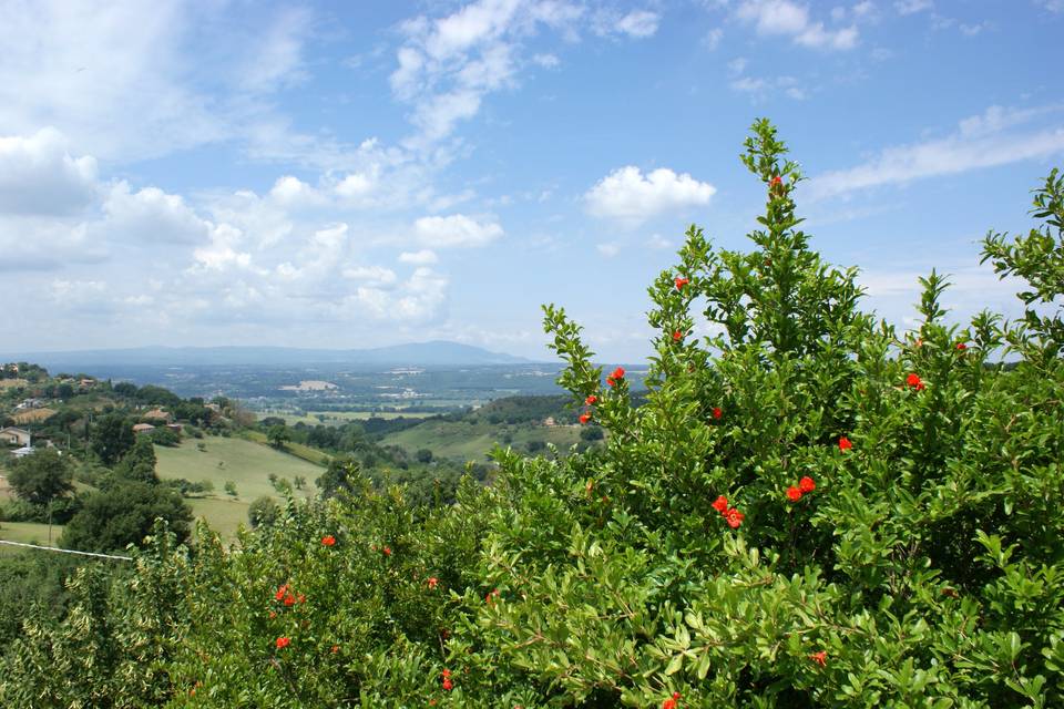 Vista panoramica