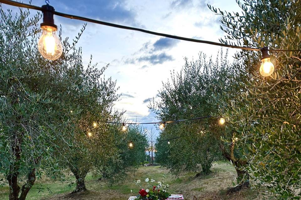 Oliveto