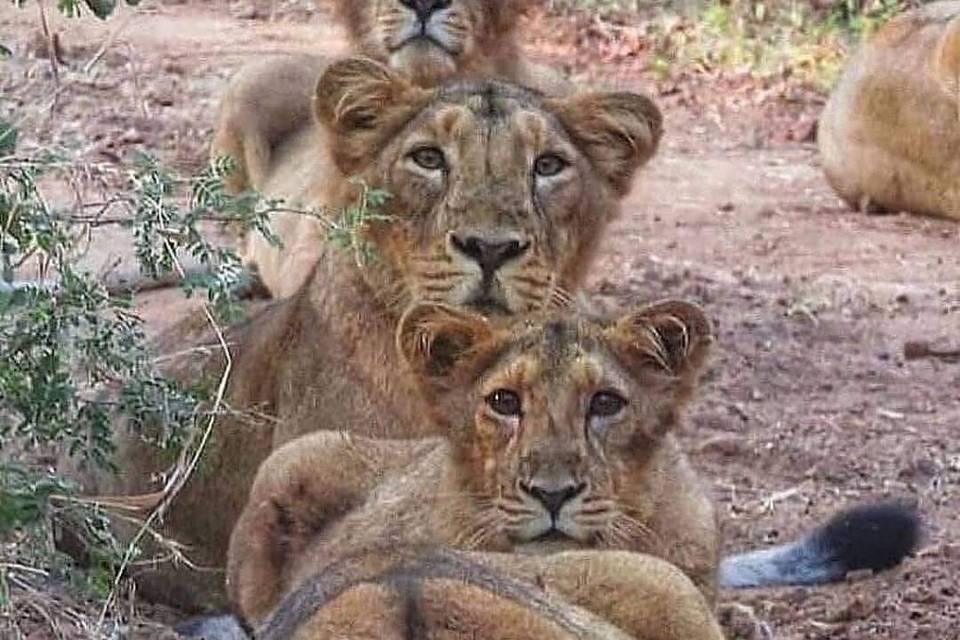 Mamma leonessa e Figli