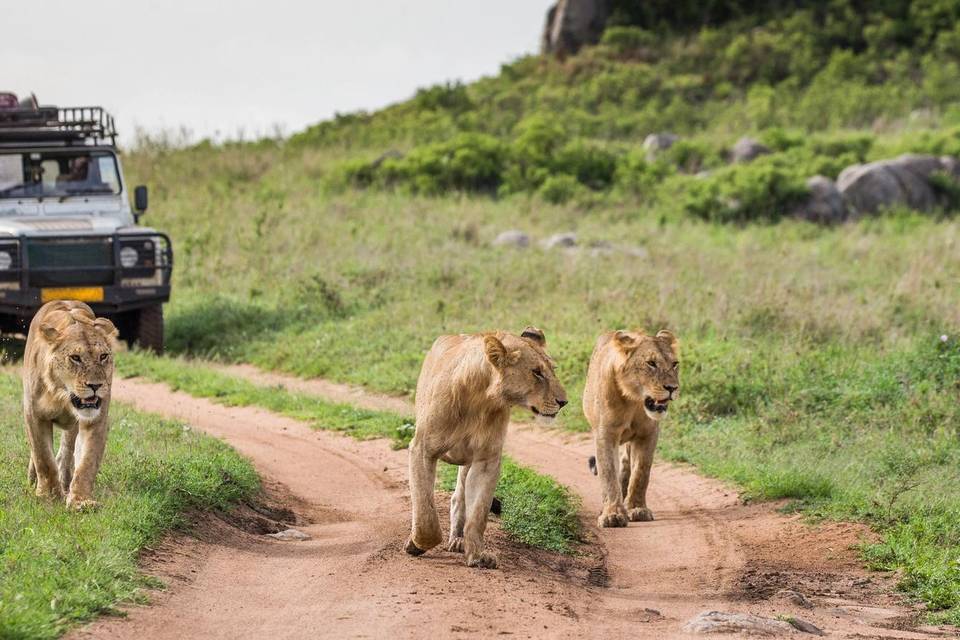 Safari in Kenya