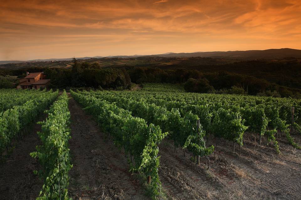 Tramonti sulle vigne