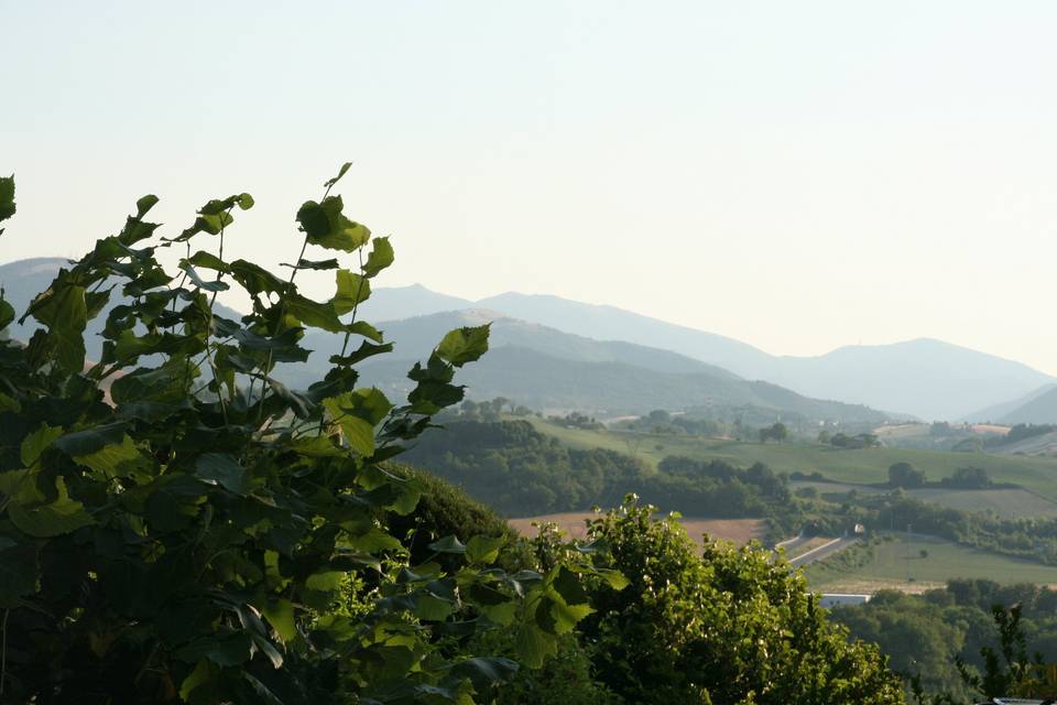 Piscina con vista