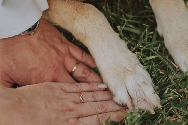 Asia's Friends Doggy Events