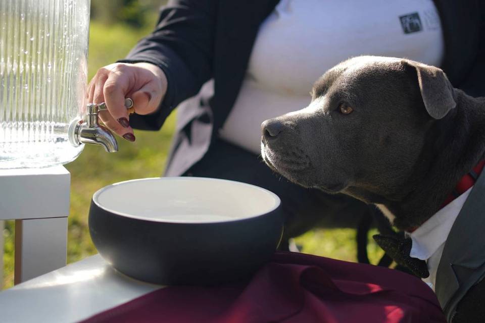 Dog Bar