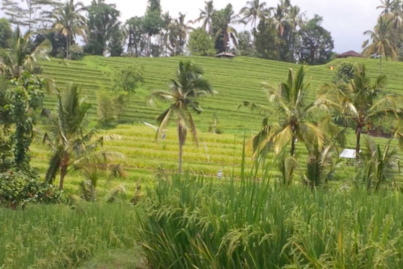 Bali- trekking tra le risaie