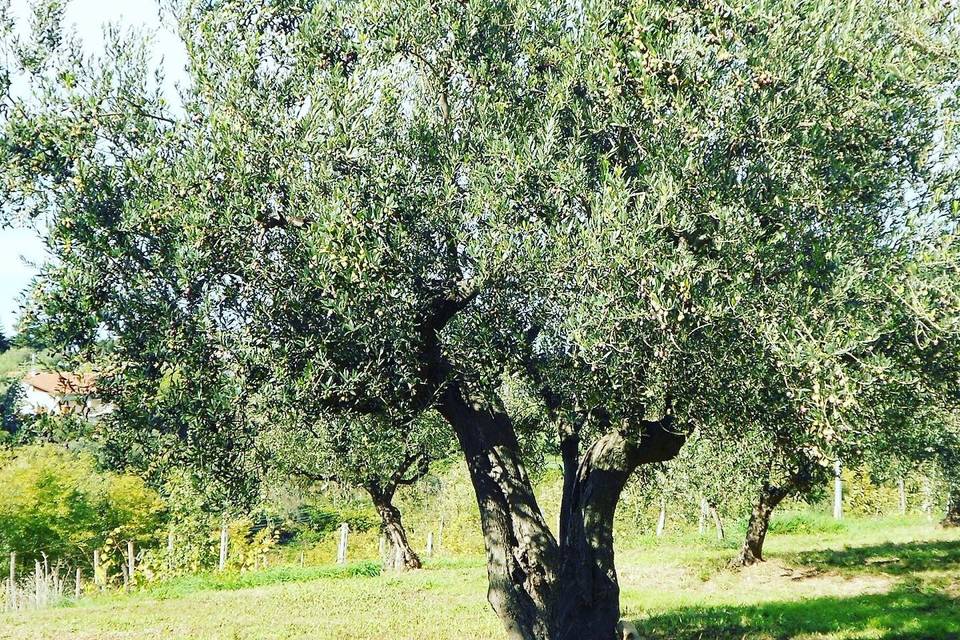 Agriturismo Frangellini