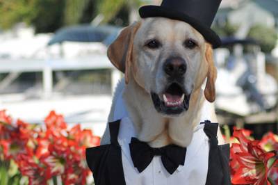Servizio dog sitter