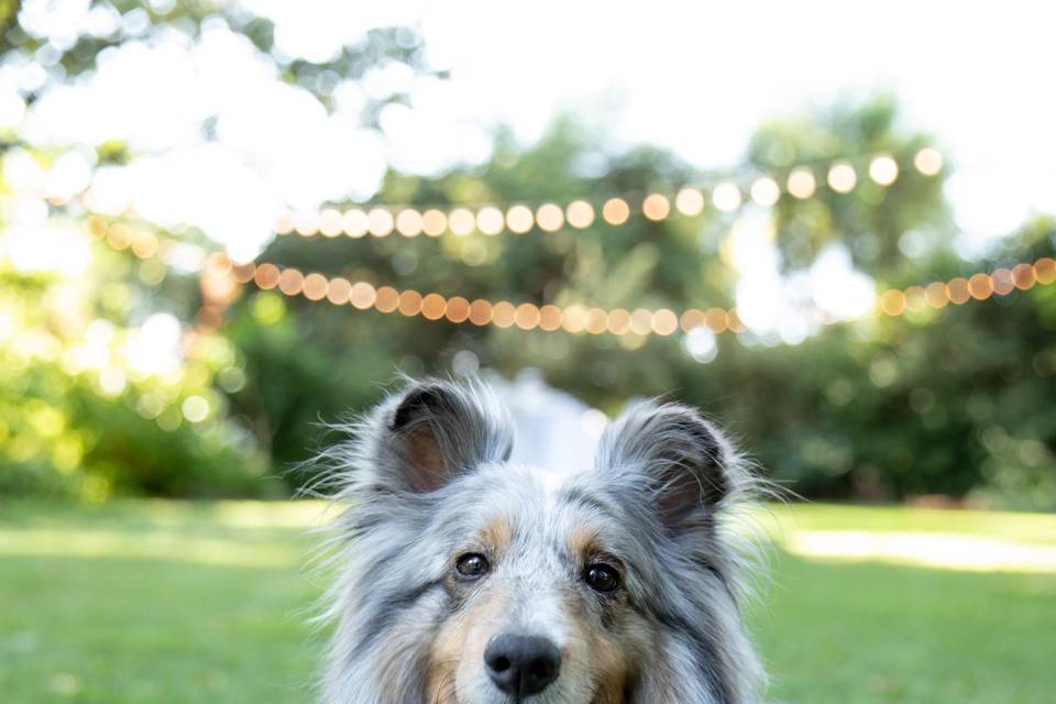 Blue merle