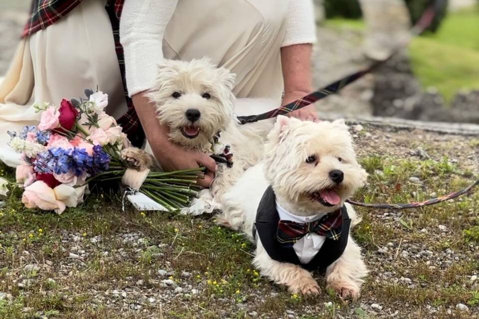 Liliana e i suoi Westie