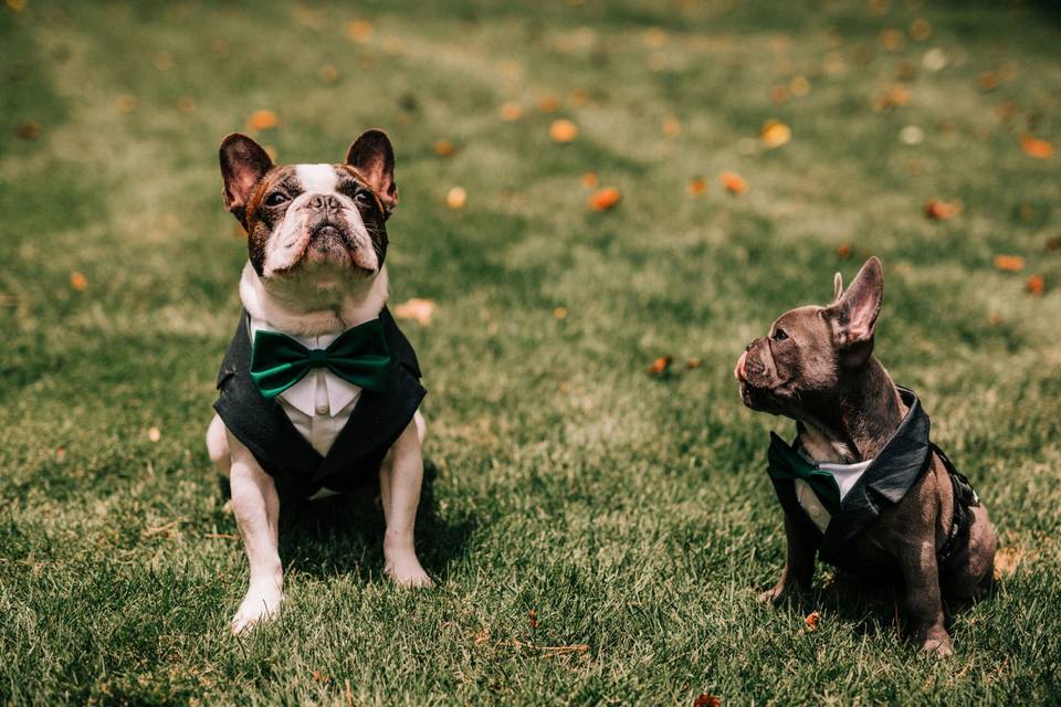 Frenchie brothers