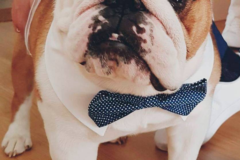 Ugo Bulldog inglese