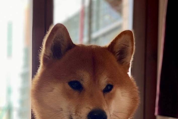 Akita inu