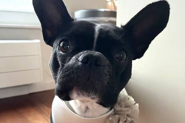 Frenchie