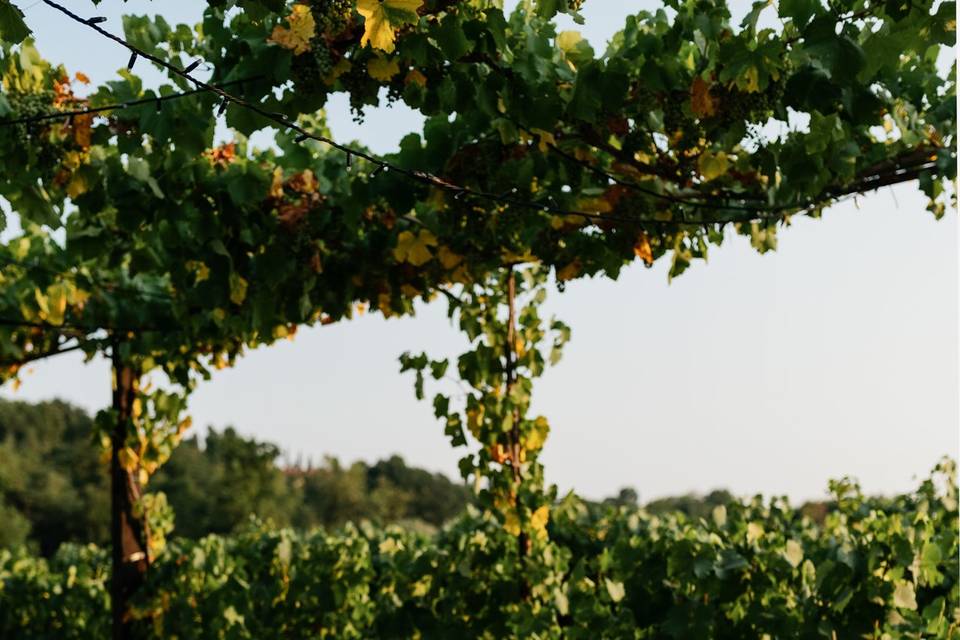 Tenuta Serradesca di Maria Acquaroli