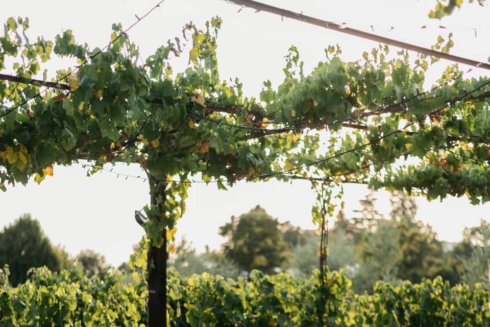 Tenuta Serradesca di Maria Acquaroli